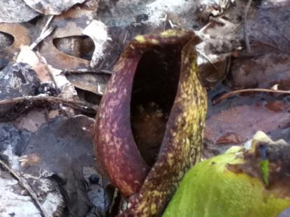 spathe and spadix